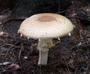 Agaricus subrufescens