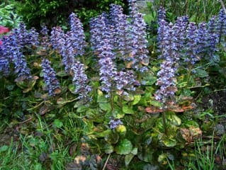 Ajuga Turkestanica