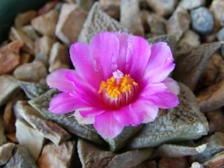 Ariocarpus fissuratus