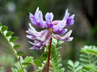 Astragalus
