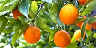 Citris Aurantium extract