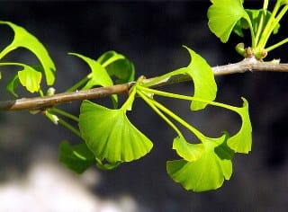 Ginkgo biloba