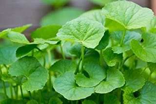 Gotu kola