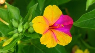 Mirabilis Jalapa