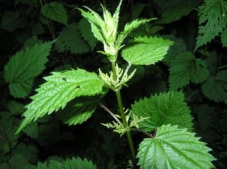 Nettle root