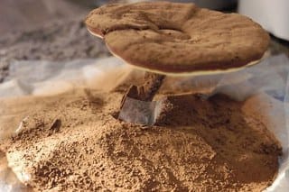 Spirit Poria mushroom