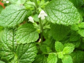 Lemon balm