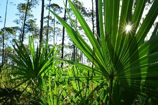 Saw palmetto