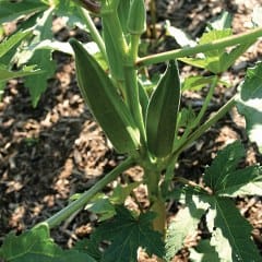 green Okra growing from the ground