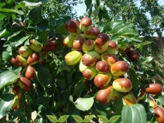 Jujube growing together