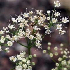 Anise (Pimpinella anisum) 