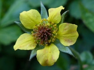 Avens (Geum urbanum) 