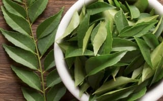 Bay leaf (Laurus nobilis) 