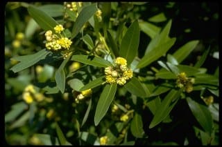 California bay laurel (Umbellularia californica) 