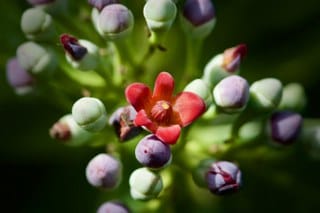 Cinnamon, white (Canella winterana) 
