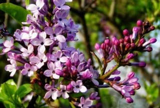 Clove (Syzygium aromaticum) 