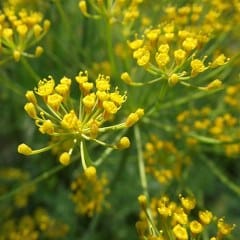 Dill seed (Anethum graveolens) 