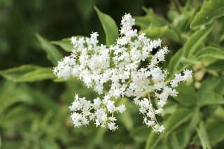 Elderflower (Sambucus spp.) 