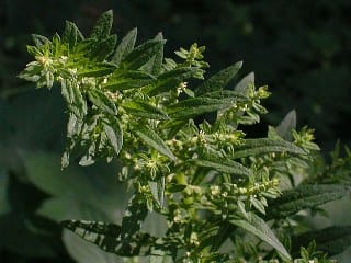 Epazote (Dysphania ambrosioides) 