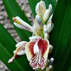 Galangal, greater (Alpinia galanga) 