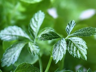 Jiaogulan (Gynostemma pentaphyllum) 