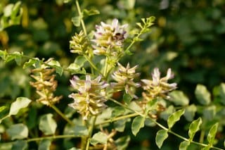 Licorice, liquorice (Glycyrrhiza glabra) 