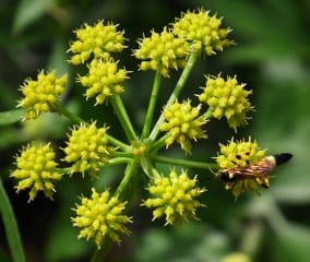 Lovage (Levisticum officinale) 