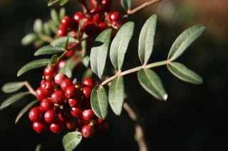 Mastic (Pistacia lentiscus) 