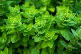 Oregano (Origanum vulgare, O. heracleoticum, and other species) 