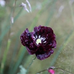 Poppy seed (Papaver somniferum) 