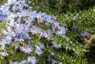 Rosemary (Rosmarinus officinalis) 