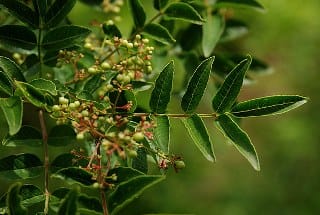 Szechuan pepper, Sichuan pepper (Zanthoxylum piperitum) 