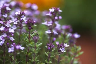 Thyme (Thymus vulgaris) 