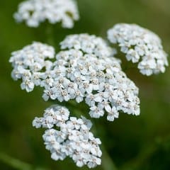 Yarrow (Achillea millefolium) 
