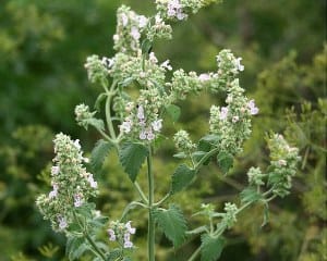 Catnip (Nepeta cataria) 