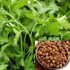 Coriander seed (Coriandrum sativum) 