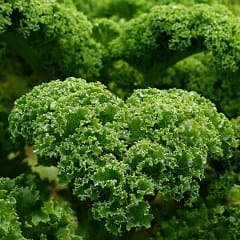 Parsley (Petroselinum crispum) 
