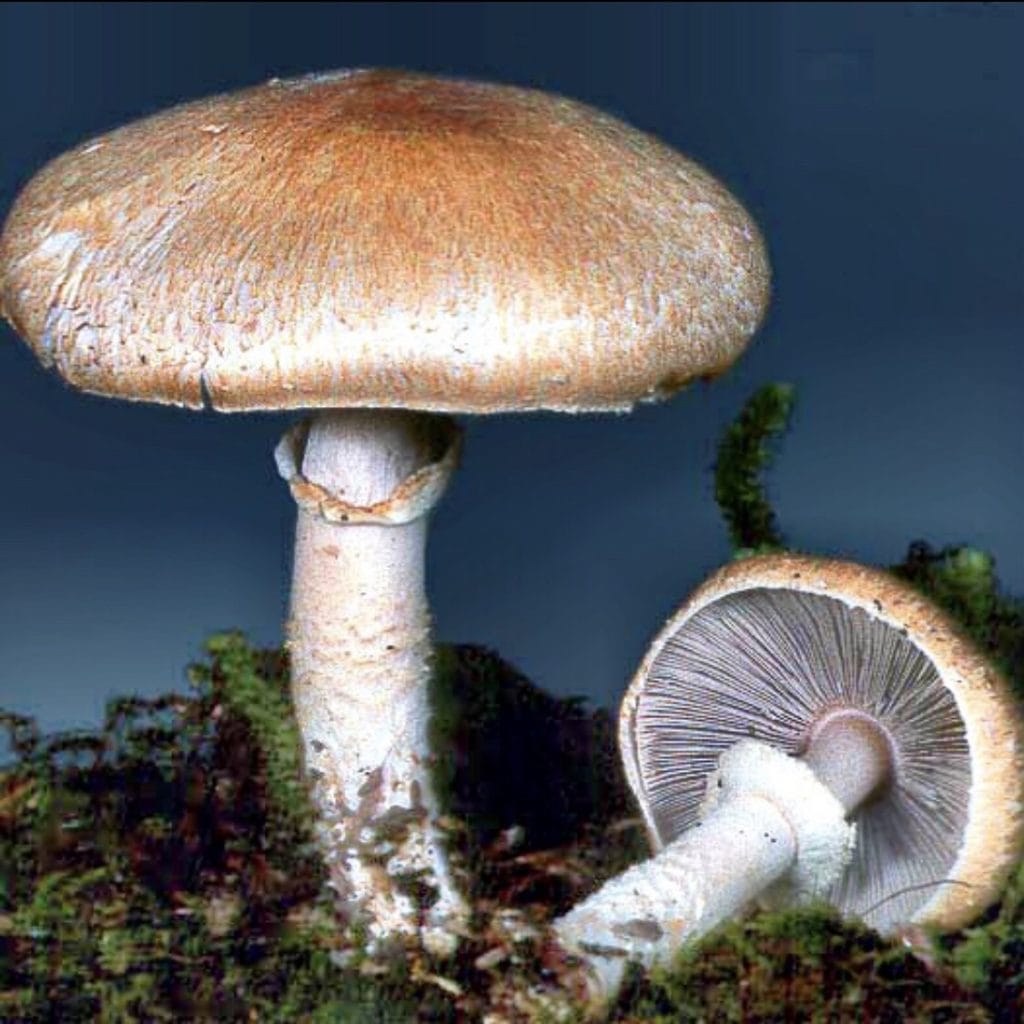 Image of Agaricus subrufescens mushroom demonstrating anti-cancer and tumor-suppressive activity, immune system enhancement (antibacterial and antiviral), cytokine induction, lymphocyte activation, antimicrobial and anti-allergy effects, normalizing liver function.