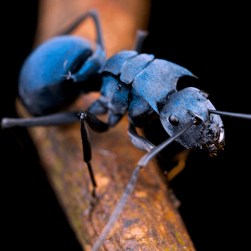 Anxiety, Depression, Stress, trinity, interstellar plan, herbal blends, ADHD herbs, ULTIMATE FASTING COMPANION, MIND BODY SPIRIT HARMONIZER, OBLITERATES ANXIETY, Antioxidant activity, Invigorate the circulation of blood, Learning and memory enhancing activity, Improve cancer related fatigue, mental focus