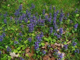 Ajuga Turkestanica