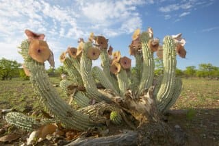 Hoodia (Queen of the Namib)