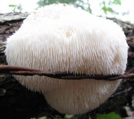 Lion’s Main Mushroom
