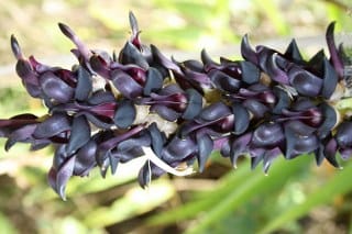 Mucuna Pruriens