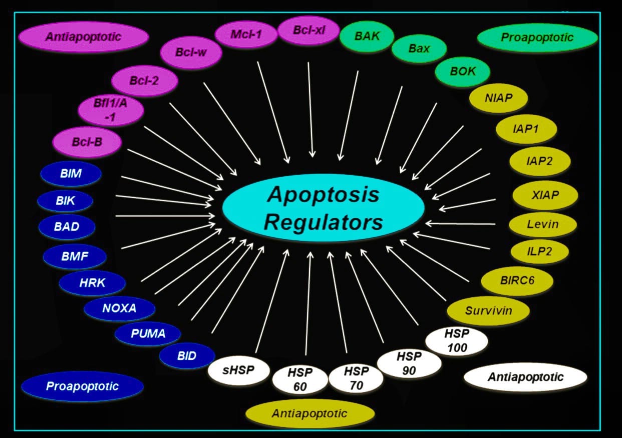 Senolytic, Zombie Cell Killer, Cellular Senescence, Anti-Aging, Senescent Cell Removal, Longevity Supplement, Cellular Rejuvenation, Healthy Aging, Senolytic Therapy, Cellular Detox, DNA Repair, Anti-Aging Formula, Cellular Health, Age-Related Decline, Cellular Renewal, Senescent Cell Clearance, Youthful Vitality, Regenerative Health, Natural Senolytic, Healthy Cell Turnover, Senolytic Zombie Cell Killer