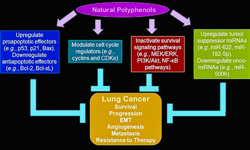 Lung power, lung health, resistance to viral infection, COPD, acute bronchitis, respiratory inflammatory disorders, respiratory disease, lung cancer, respiratory ailments, Non-Small Cell Lung Cancer, acute lung injury, lung injury, herbal remedies for lungs, herbal remedies bronchitis, Interstellar Plan, Interstellar blends