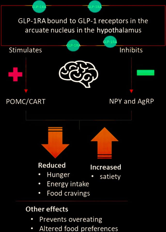 GLP-1, GLP-1 Activator, GLP-1 receptor agonists, Glucagon-like peptide 1, gastric inhibitory polypeptide, incretin-mediated, incretin effect, incretins, Modulates Appetite, Anorexigenic Effect, addictive disorders, Obesity, increase satiety, anti-addiction treatment, food cravings, alcohol addiction, food addiction, GLP1