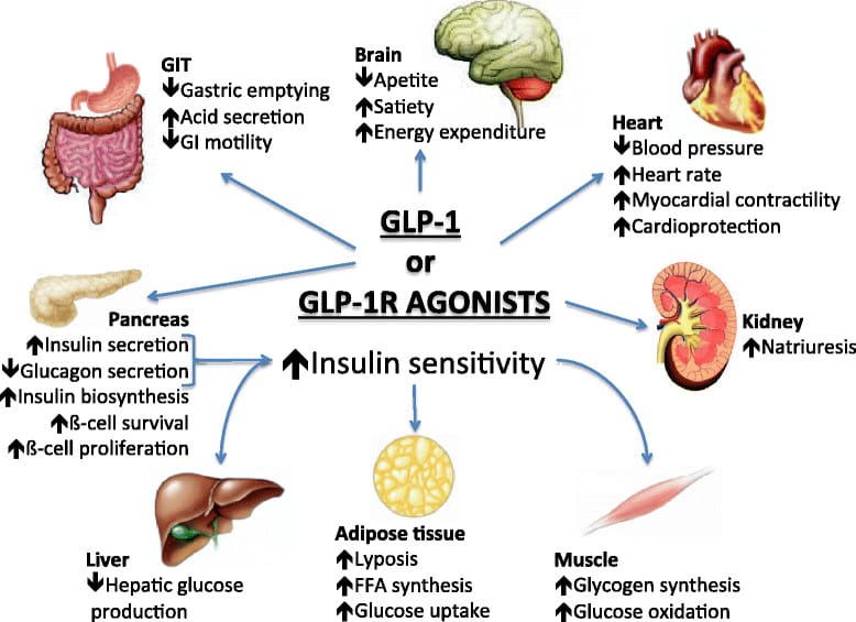 GLP-1, GLP-1 Activator, GLP-1 receptor agonists, Glucagon-like peptide 1, gastric inhibitory polypeptide, incretin-mediated, incretin effect, incretins, Modulates Appetite, Anorexigenic Effect, addictive disorders, Obesity, increase satiety, anti-addiction treatment, food cravings, alcohol addiction, food addiction, GLP1