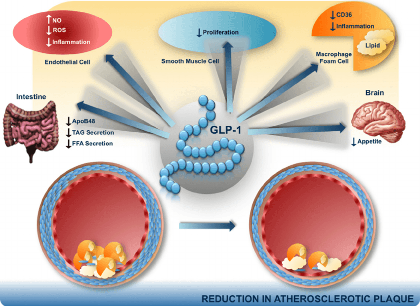 GLP-1, GLP-1 Activator, GLP-1 receptor agonists, Glucagon-like peptide 1, gastric inhibitory polypeptide, incretin-mediated, incretin effect, incretins, Modulates Appetite, Anorexigenic Effect, addictive disorders, Obesity, increase satiety, anti-addiction treatment, food cravings, alcohol addiction, food addiction, GLP1
