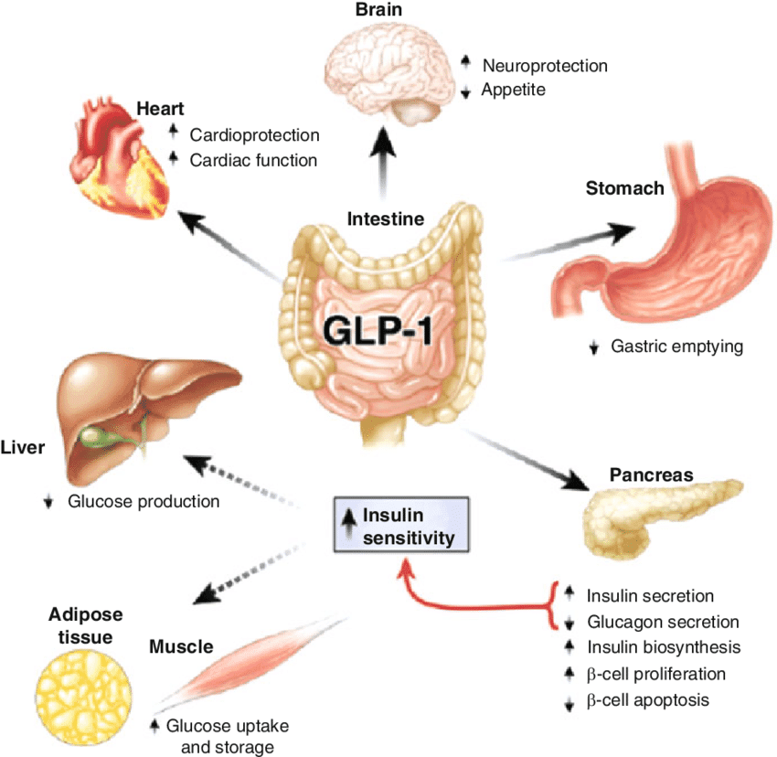 GLP-1, GLP-1 Activator, GLP-1 receptor agonists, Glucagon-like peptide 1, gastric inhibitory polypeptide, incretin-mediated, incretin effect, incretins, Modulates Appetite, Anorexigenic Effect, addictive disorders, Obesity, increase satiety, anti-addiction treatment, food cravings, alcohol addiction, food addiction, GLP1