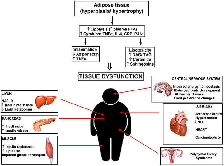 Ceramide Blocker, Lipotoxicity, Neutralizer, Interstellar Blends, Metabolism, Weight loss, Anti-aging, Detoxification, Blood sugar, Cholesterol, Cardiovascular health, Antioxidant, Anti-inflammatory, Ingredients, Superfood, Capsules, Supplement, Natural, Energy, Wellness
